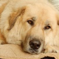 Meadowbrook Animal Hospital ico