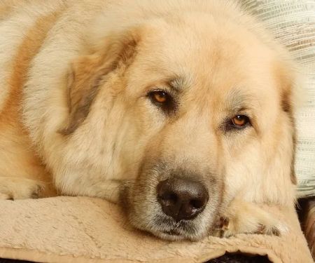 Meadowbrook Animal Hospital