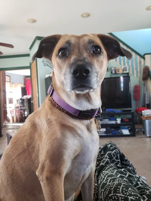 Meadowbrook Animal Hospital Picture 8