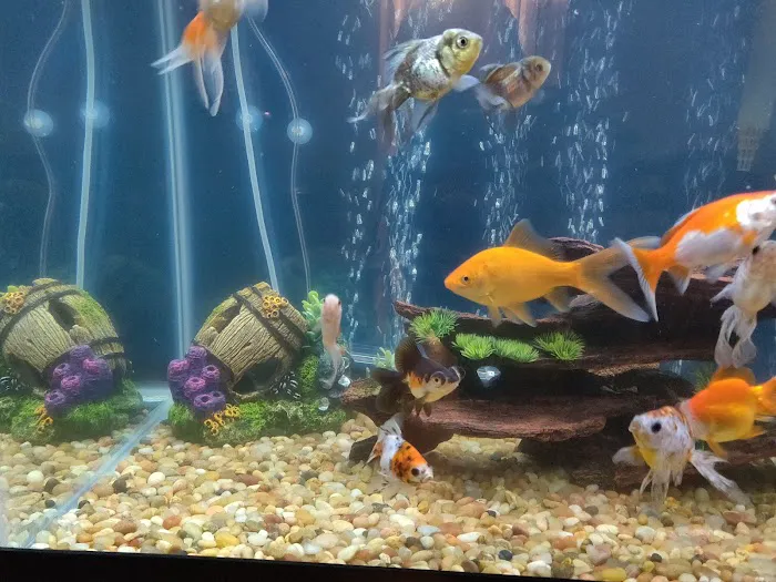 Aqua Star Pet Picture 9