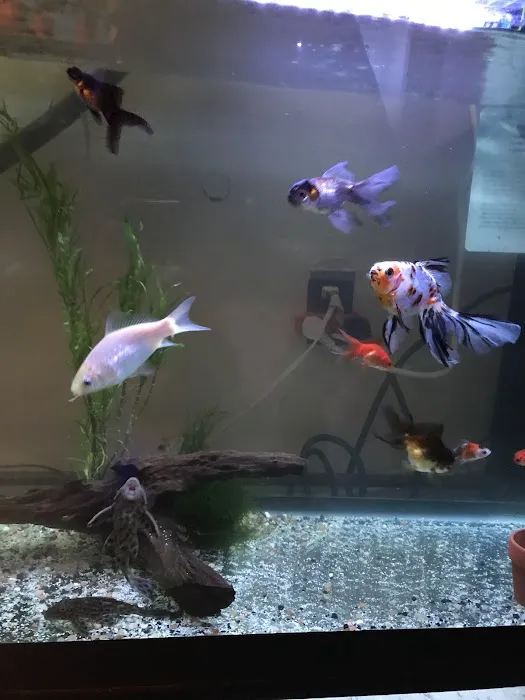 Aqua Star Pet Picture 4