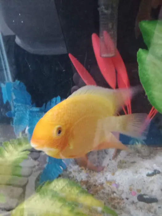 Aqua Star Pet Picture 1