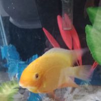 Aqua Star Pet ico
