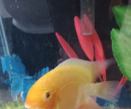 Aqua Star Pet