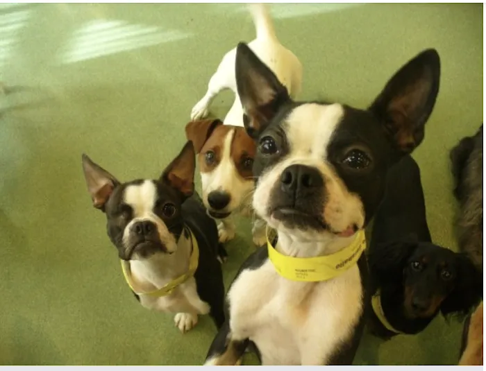 Happy Paws Pet Resort Picture 9
