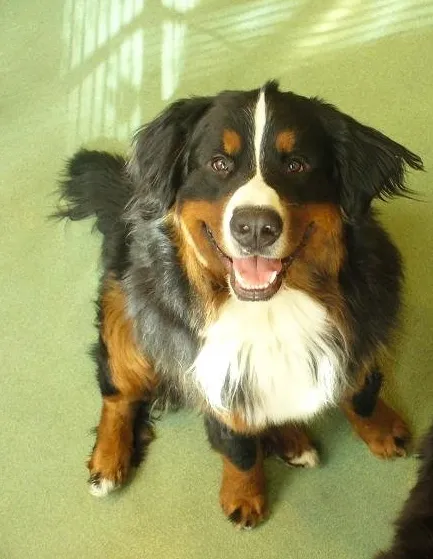 Happy Paws Pet Resort Picture 5