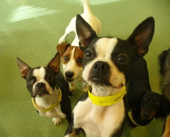 Happy Paws Pet Resort Picture 8