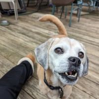 Vetco Total Care Animal Hospital ico