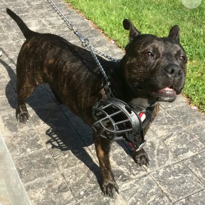 Bay Shore Animal Hospital: Terrel Barbara DVM Picture 2