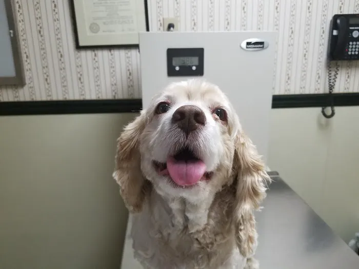 Bay Shore Animal Hospital Picture 2