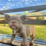 Bay Shore Animal Hospital