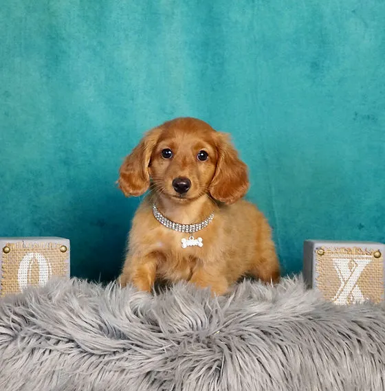 Teacup Puppy Store in New York Picture 2