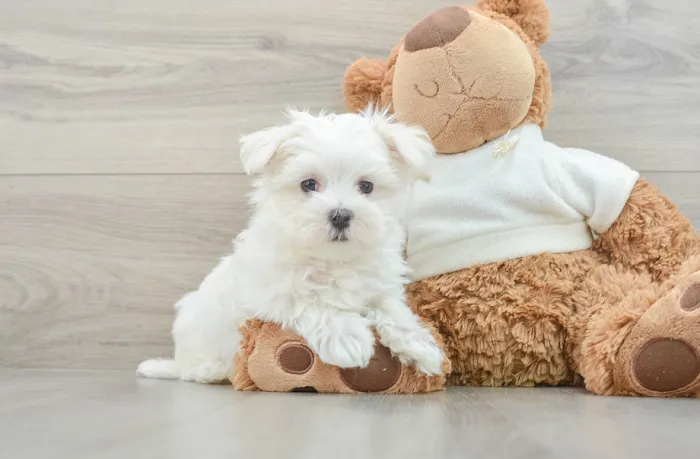 Teacup Puppy Store in New York Picture 1
