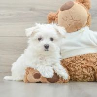 Teacup Puppy Store in New York ico