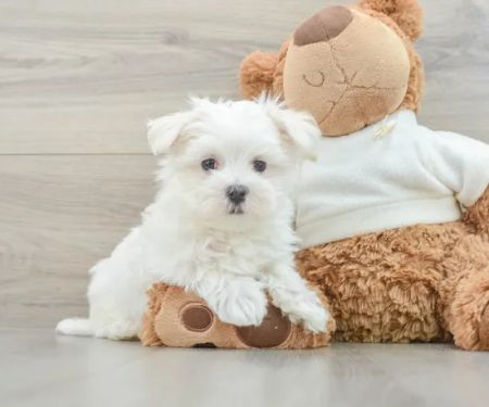 Teacup Puppy Store in New York