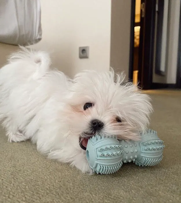 Teacup Puppy Store in New York Picture 8