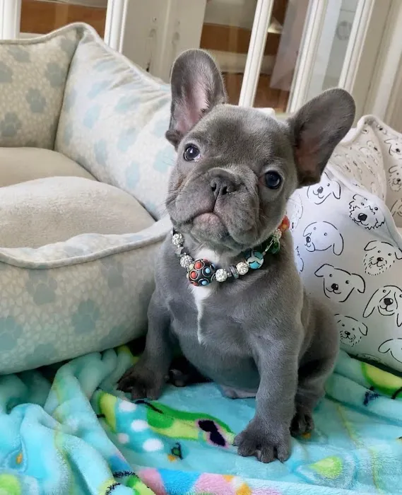 Teacup Puppy Store in New York Picture 4