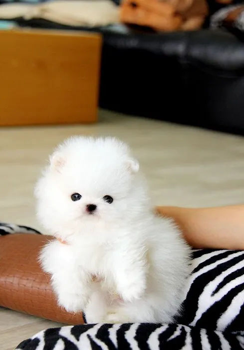 Teacup Puppy Store in New York Picture 3