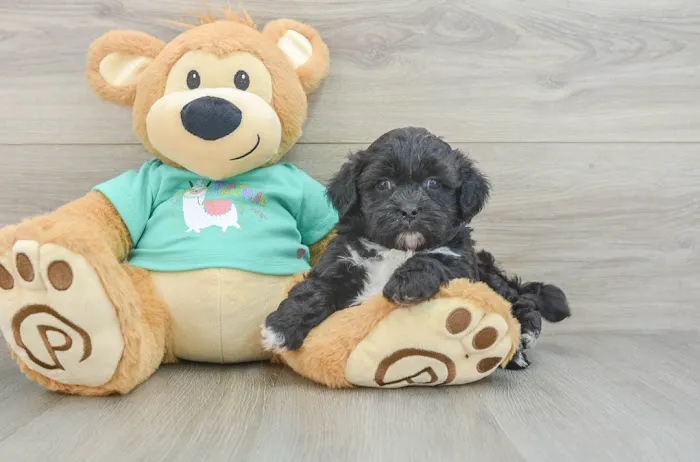 Teacup Puppy Store in New York Picture 10