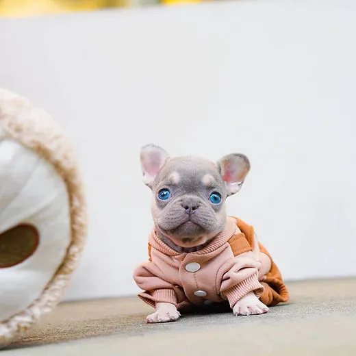 Teacup Puppy Store in New York Picture 5