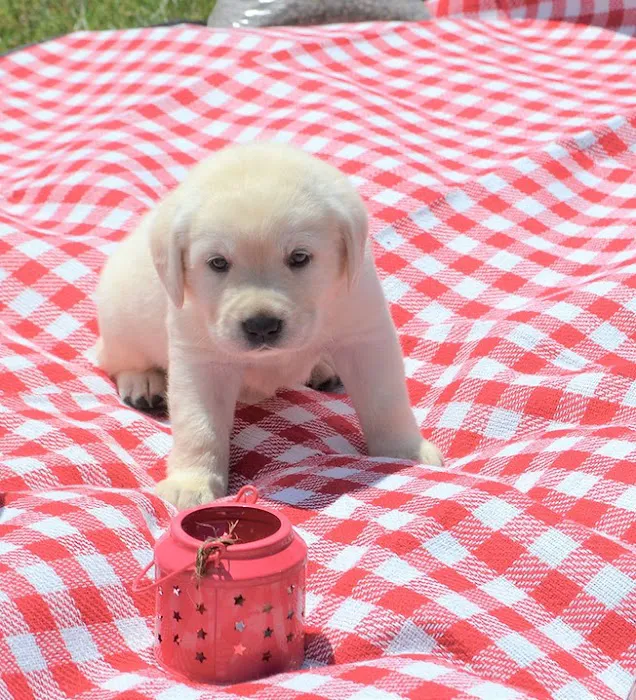 Teacup Puppy Store in New York Picture 7