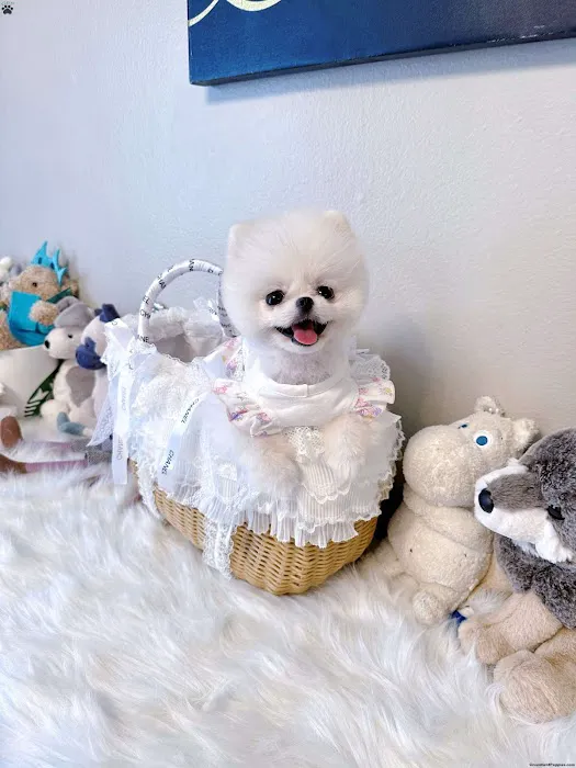 Teacup Puppy Store in New York Picture 9