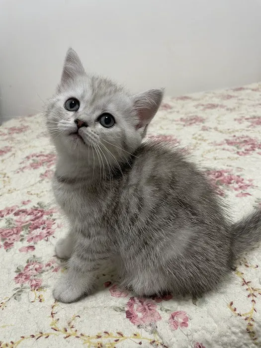 Scottish Fold Kittens Brooklyn New York Picture 6
