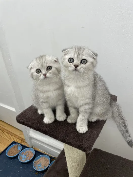 Scottish Fold Kittens Brooklyn New York Picture 2