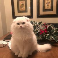 Scottish Fold Kittens Brooklyn New York ico