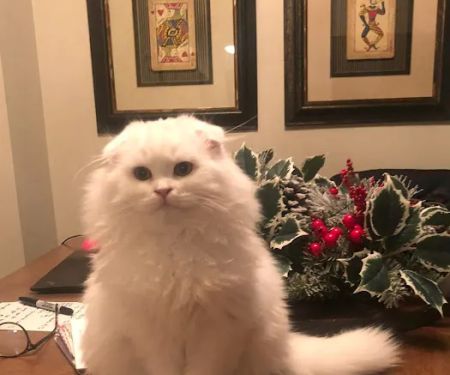 Scottish Fold Kittens Brooklyn New York