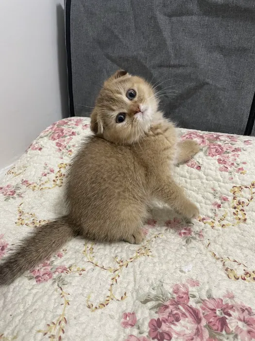 Scottish Fold Kittens Brooklyn New York Picture 7