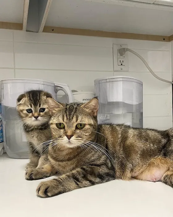 Scottish Fold Kittens Brooklyn New York Picture 8