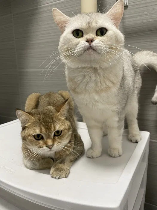 Scottish Fold Kittens Brooklyn New York Picture 4