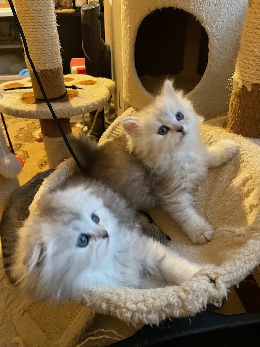 Royal Meo Kittens Cattery Picture 5