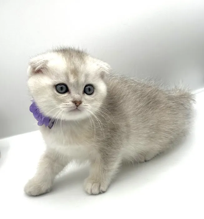 Royal Meo Kittens Cattery Picture 6