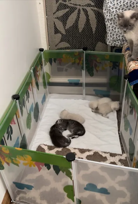 Royal Meo Kittens Cattery Picture 8
