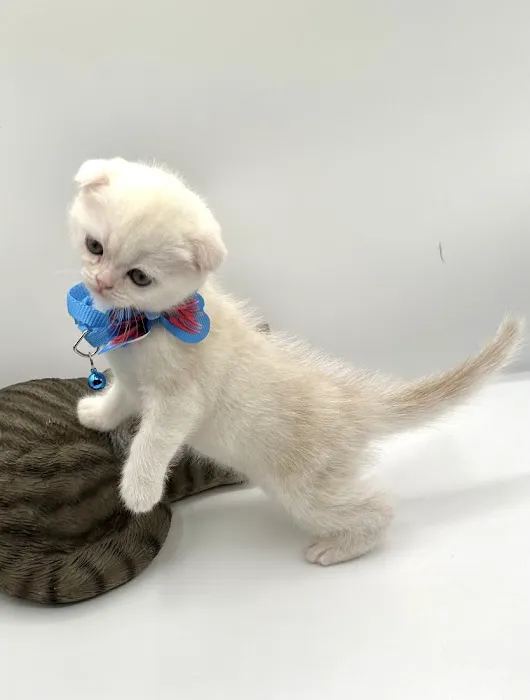 Royal Meo Kittens Cattery Picture 7