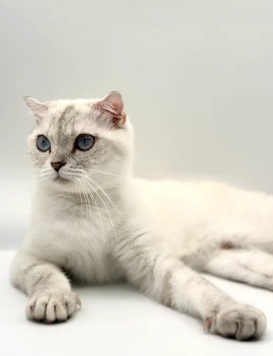 Royal Meo Kittens Cattery Picture 3