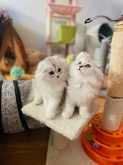 Royal Meo Kittens Cattery Picture 4