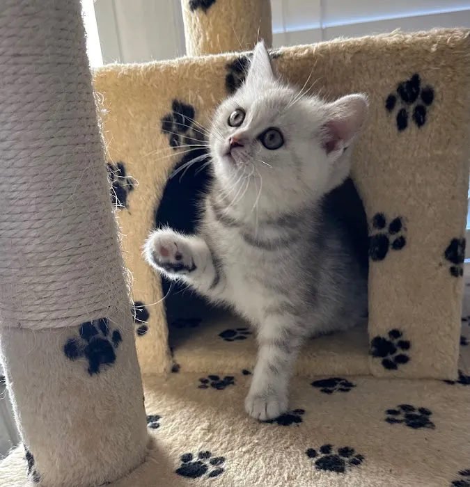 Royal Meo Kittens Cattery Picture 9