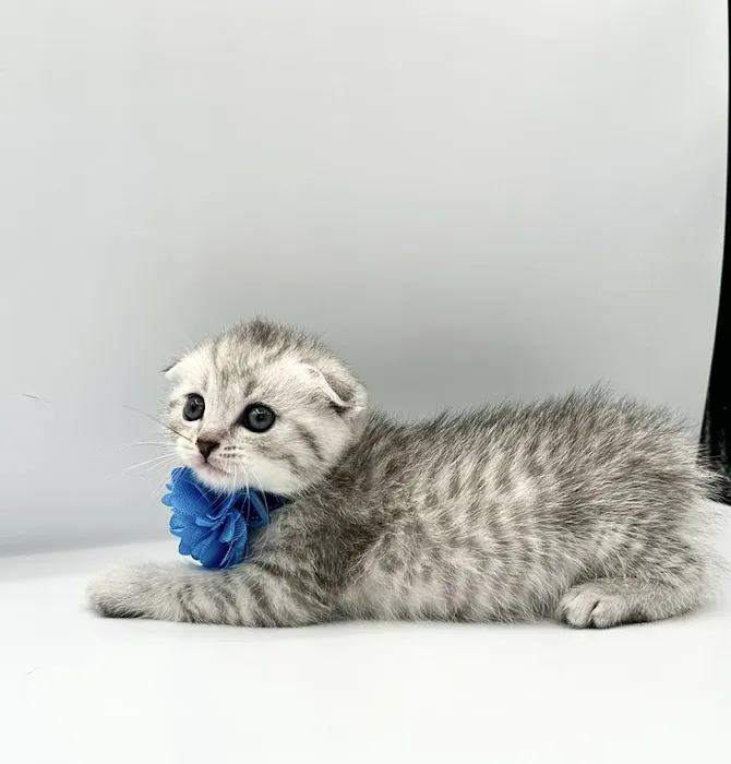 Royal Meo Kittens Cattery Picture 10