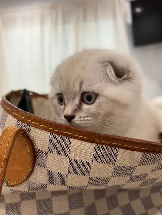Royal Meo Kittens Cattery Picture 1