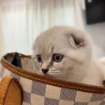 Royal Meo Kittens Cattery
