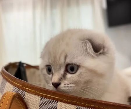 Royal Meo Kittens Cattery