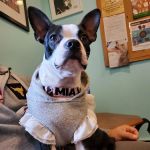Brentwood-Islip Hospital for Animals