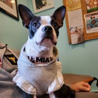 Brentwood-Islip Hospital for Animals ico