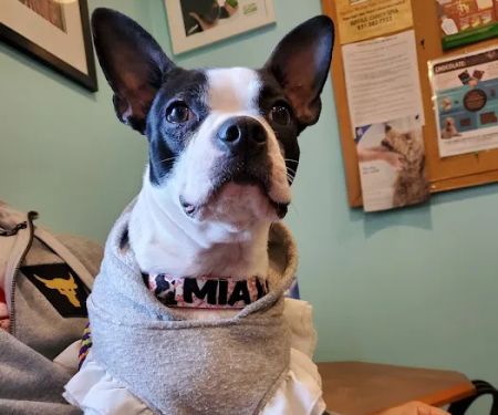 Brentwood-Islip Hospital for Animals