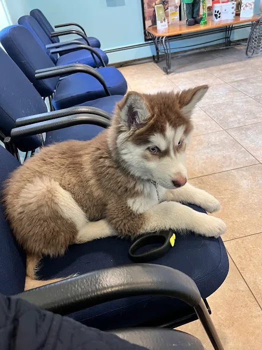 Brentwood-Islip Hospital for Animals Picture 4