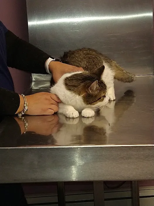 Brentwood-Islip Hospital for Animals Picture 6