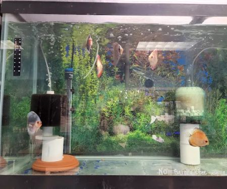 FISH ADDICTS NYC